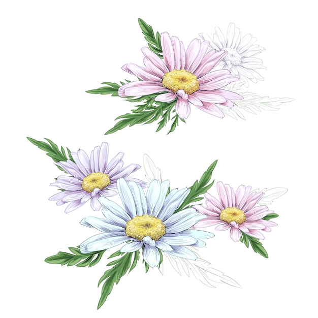 Dibujo De La Flor De La Margarita Vector Premium