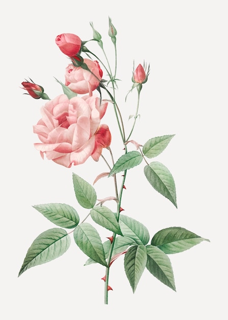 Dibujo rosa rosa vintage | Descargar Vectores gratis