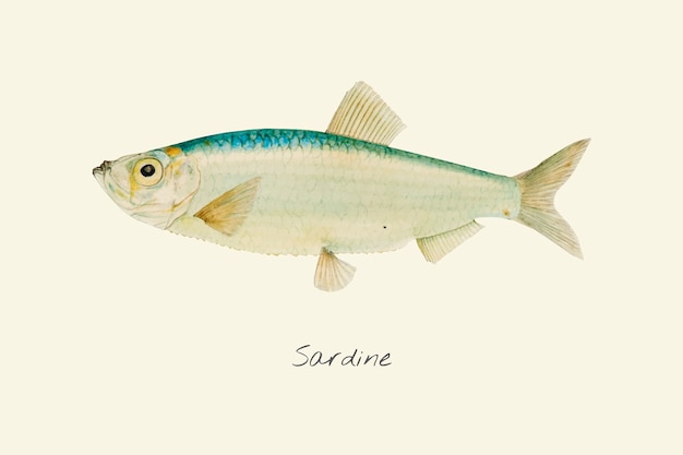 Dibujo de una sardina | Vector Premium