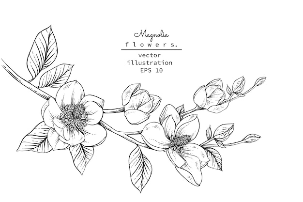 Dibujos de flores de magnolia. | Vector Premium