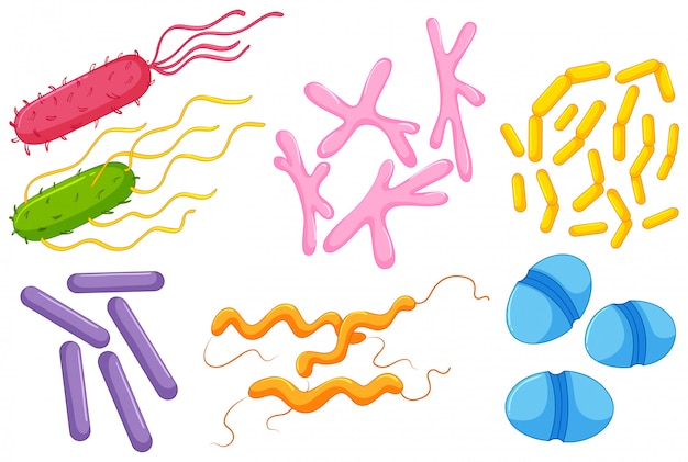 Diferentes tipos de bacterias en el inte... | Free Vector #Freepik #freevector #medico #animal #salud #ciencia