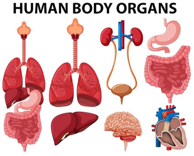 Diferentes Tipos De órganos Del Cuerpo Humano Vector Premium