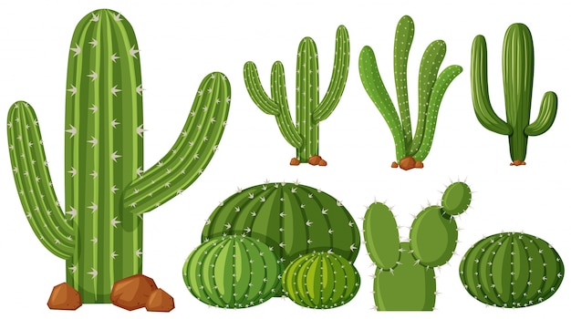 Diferentes Tipos De Plantas De Cactus Vector Premium