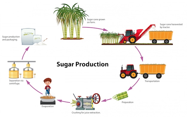 Circuito Productivo Caña De Azúcar: Etapas Y Proceso