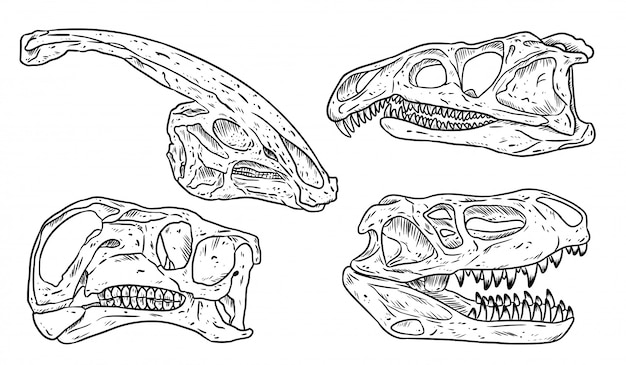 Dinosaurios Cr Neos L Nea Boceto Dibujado A Mano Conjunto De Im Genes