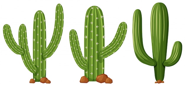 Diversas Formas De Ilustración De Cactus Descargar Vectores Premium