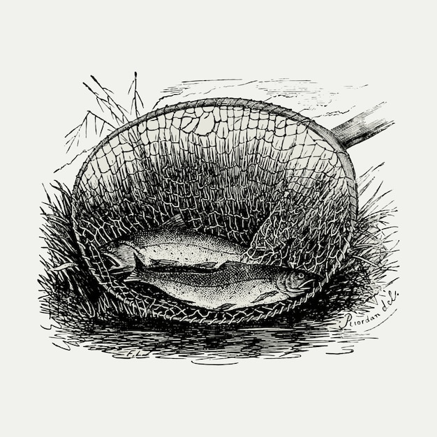 Dos peces en una ilustración vintage neta vector gratuito