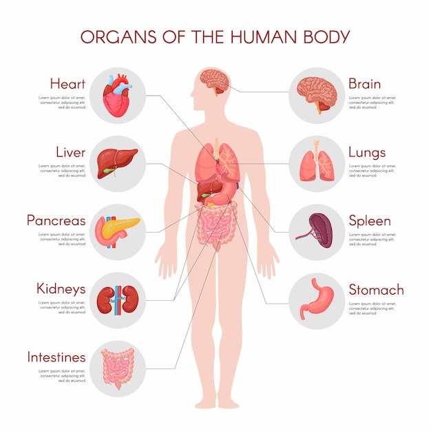 Elementos Infográficos De Anatomía Humana Con Un Conjunto De órganos Internos Aislados Sobre 9697