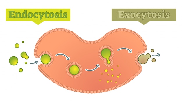 Endocitosis y exocitosis cómo la célula transporta el