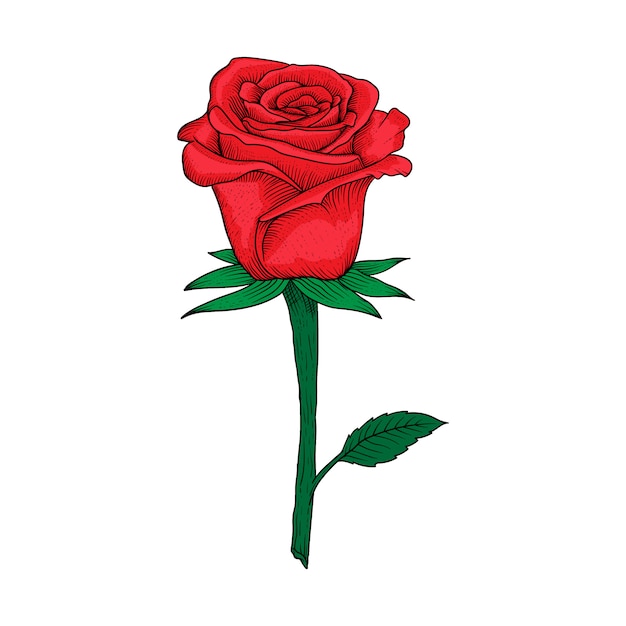 Estilo De Grabado De Ilustración De Rosas Dibujadas A Mano Vector Premium 0752