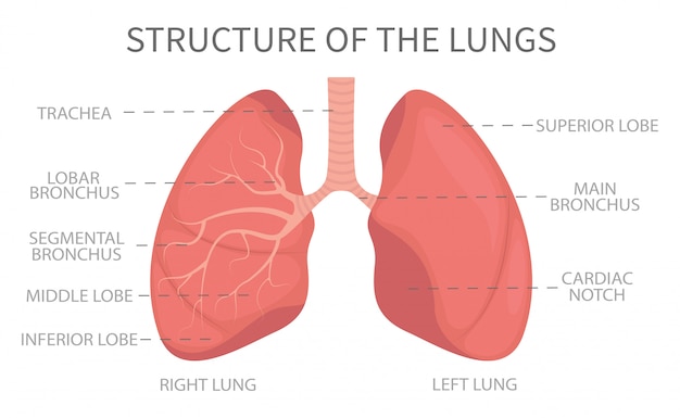 Estructura Médica De Los Pulmones | Vector Premium