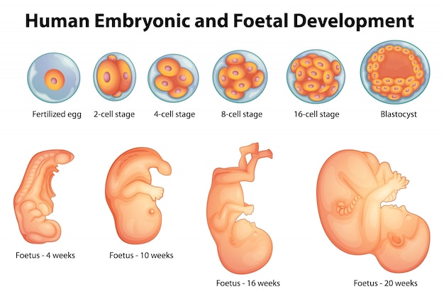 Etapas En El Desarrollo Embrionario Humano Vector Premium 9614