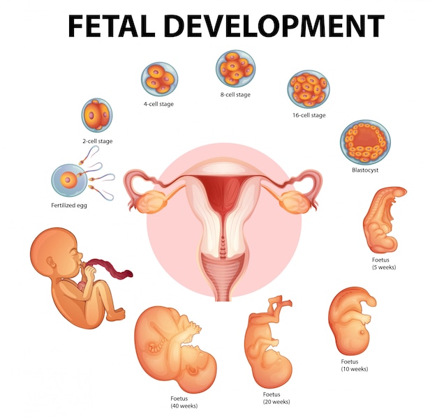 Etapas Del Desarrollo Embrionario Iconos Vector Plano Infografia Bila