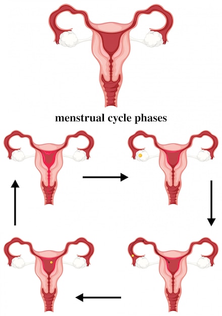 Fases Del Ciclo Menstrual En Humanos Vector Premium 5398