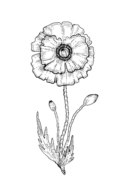 Flor De Amapola. Dibujo Vectorial. Ilustración Floral De Contorno Negro ...