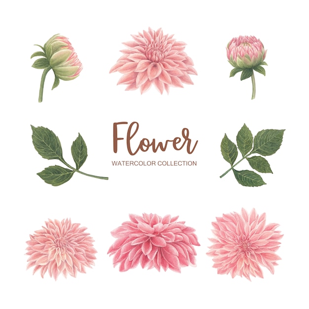 Florezca el crisantemo rosado de la acuarela de la flor en blanco para el  uso decorativo. | Vector Gratis