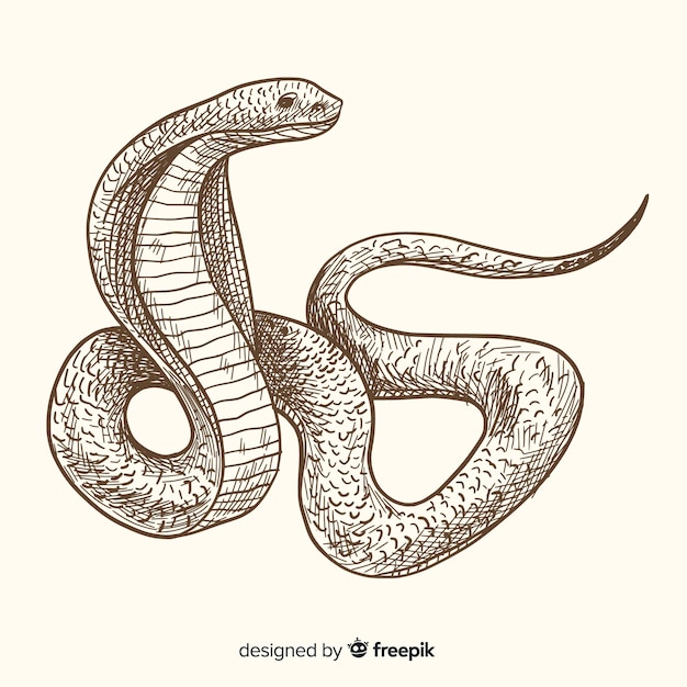 Imagenes De Serpiente Cobra Vectores Fotos De Stock Y Psd Gratuitos Diviértete utilizando los dibujos con imágenes de serpientes para colorear y pintar apropiados para actividades infantiles. imagenes de serpiente cobra vectores