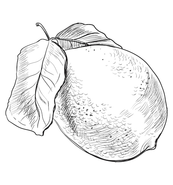 Fruta Lim N Dibujada A Mano Ilustraci N Monocrom Tica De Vector