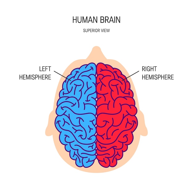 hemisferios del cerebro