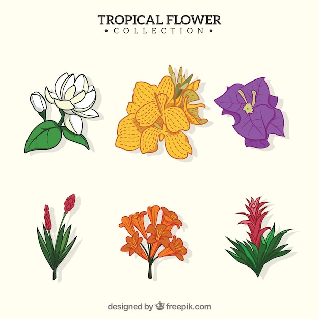 Hermosas Flores Tropicales Dibujados A Mano Vector Gratis