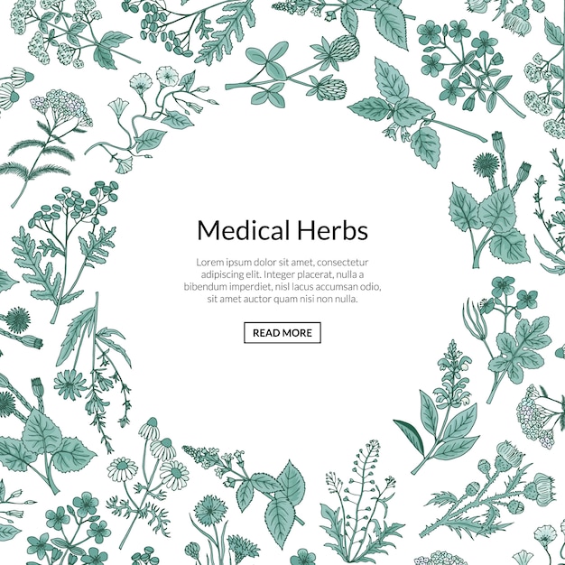 Hierbas Medicinales Dibujadas A Mano Vector Premium