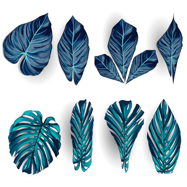 Hojas tropicales exóticas, conjunto de follaje de selva aislado sobre fondo blanco. Vector Premium