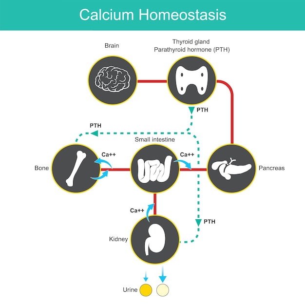 Homeostasis Del Calcio Diagrama Para Conocer Los Niveles De Calcio En Sangre Humana 5900