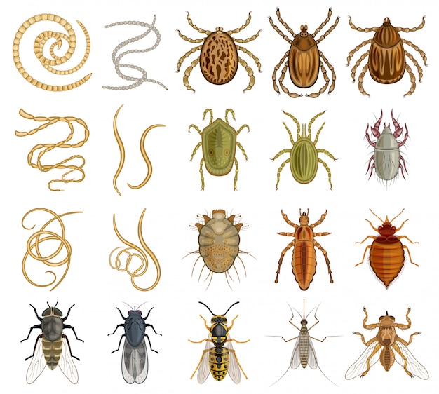 Icono de conjunto de dibujos animados de parásito. ilustración insecto