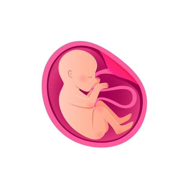 Icono De Desarrollo Embrionario Embarazo Desarrollo Del Feto Fetal