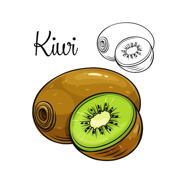 Icono de dibujo de kiwi | Vector Premium