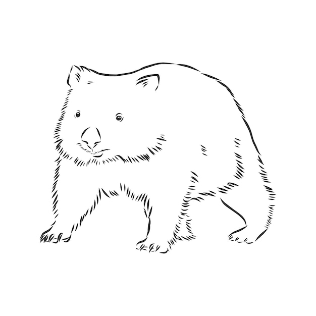 Illustratuin Con Dibujo De Wombat Aislado Sobre Fondo Blanco Wombat