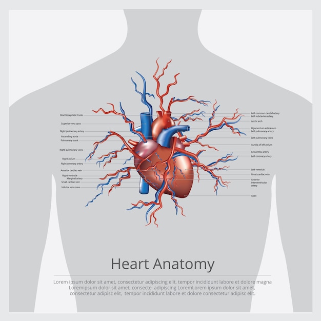 Anatomia Del Corazon Humano Imagenes 9724