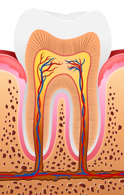 Ilustración De La Anatomía Del Diente Humano Descargar Vectores Premium 8517