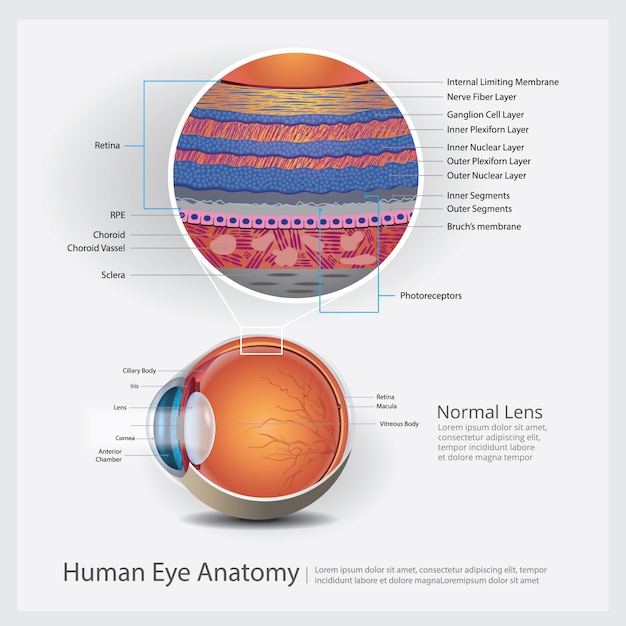 Ilustraci N De Anatom A Del Ojo Humano Vector Premium