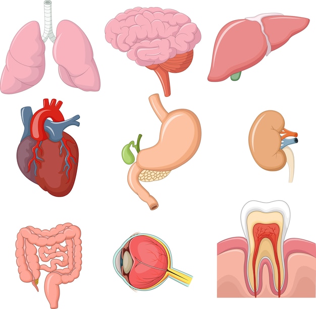 Ilustración De La Anatomía De Los órganos Internos Vector Premium 1892