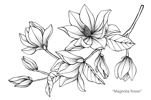 Ilustración de dibujo de flor de magnolia | Vector Premium