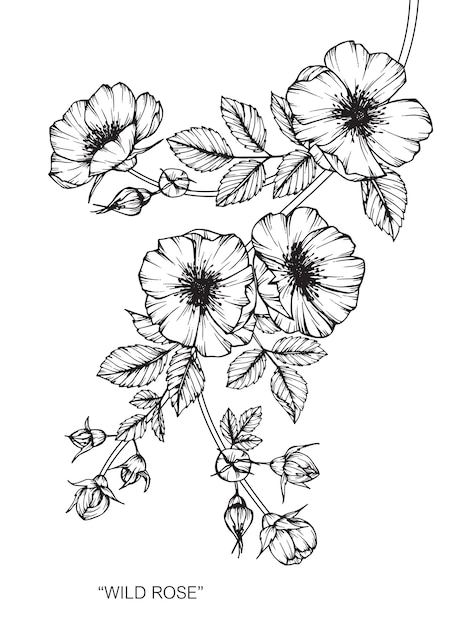 Ilustración de dibujo de flor rosa. Vector Premium