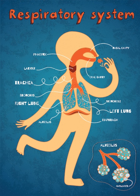 Sistema Respiratorio Dibujo Para Ninos