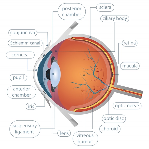 Ilustraci N De Dise O De Anatom A Del Ojo Humano Aislado Sobre Fondo