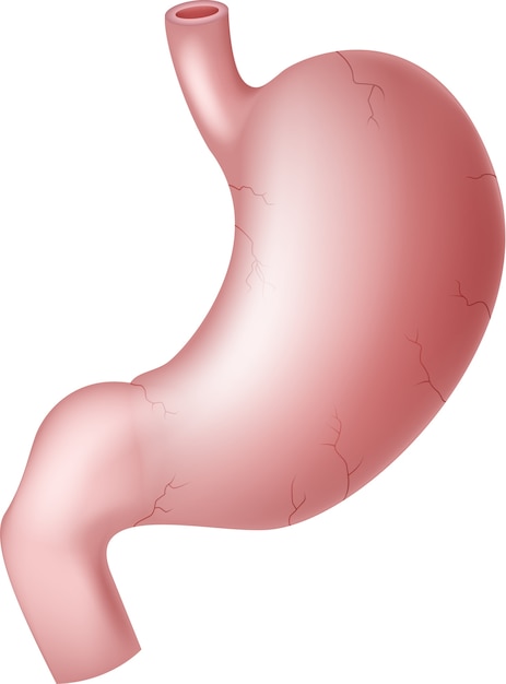 Ilustración del estómago humano | Vector Premium