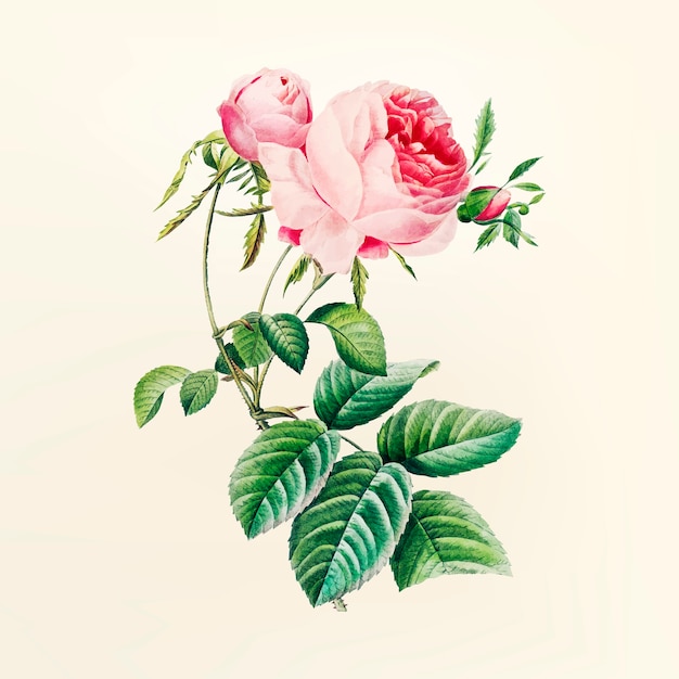 IlustraciÃ³n de flor vintage
