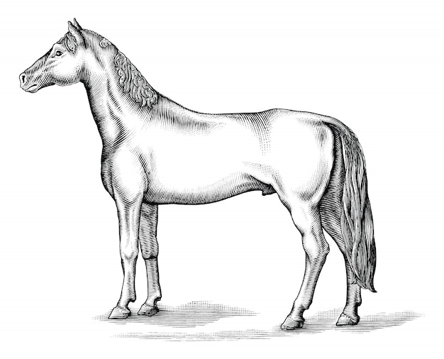 Ilustración De Grabado Antiguo De Caballo Clip Art Blanco Y Negro ...