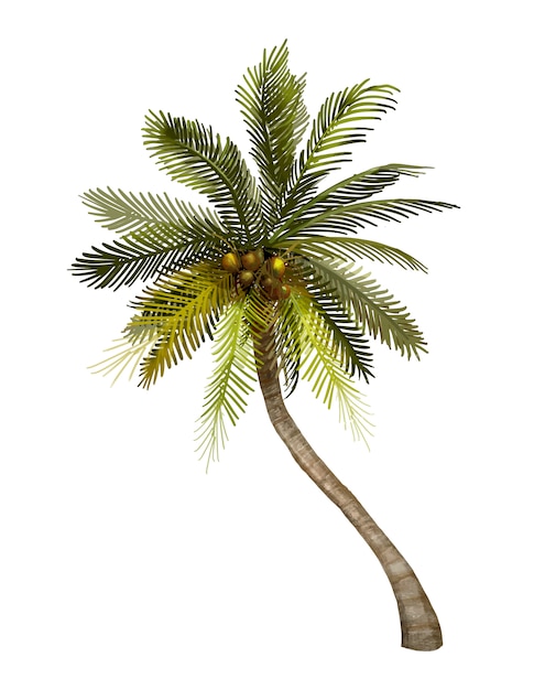 Ilustracion De Palmera De Coco Tropical Vector Gratis