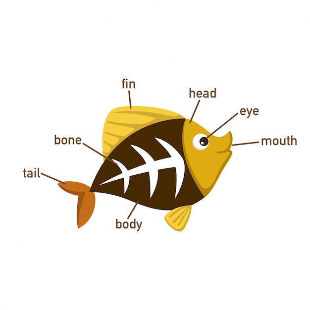 Ilustración de la parte del cuerpo del vocabulario de los peces ...