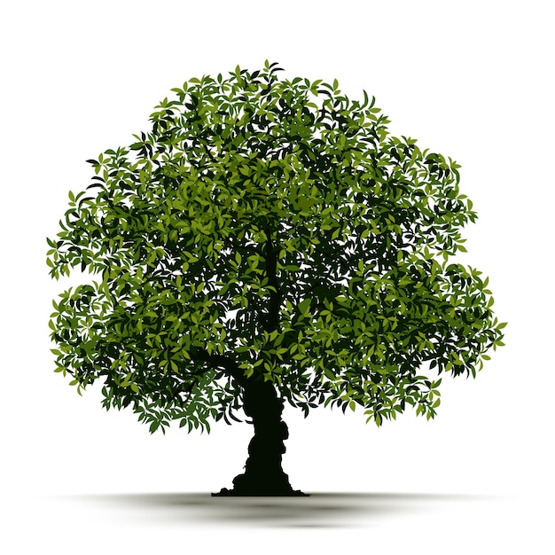 Ilustración realista árbol aislado Vector Premium