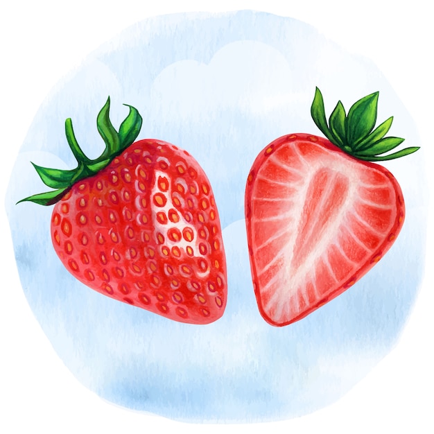 Ilustración realista media acuarela de fresas Vector Premium