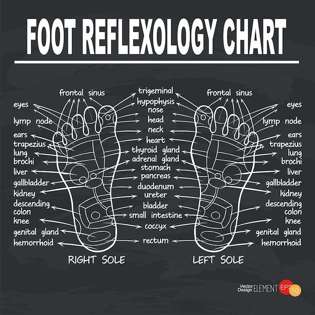 reflexologia podal mapa dos pés