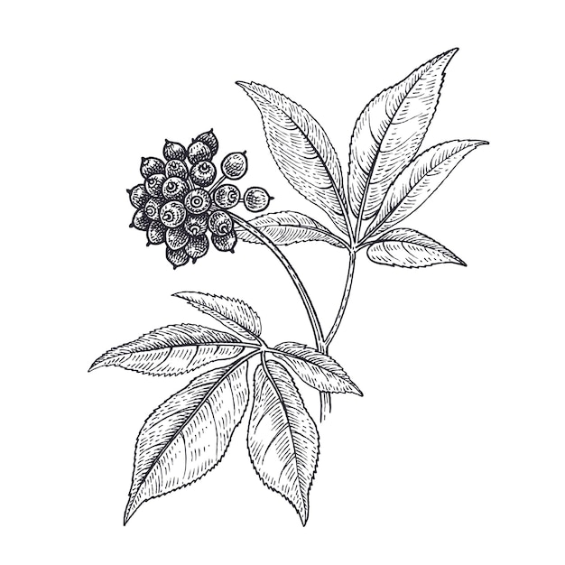 Ilustraci N De Vector Blanco Y Negro De Planta M Dica De Flor De