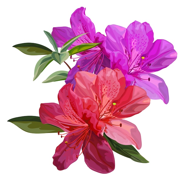 Ilustración de vector de flor de azalea Vector Premium