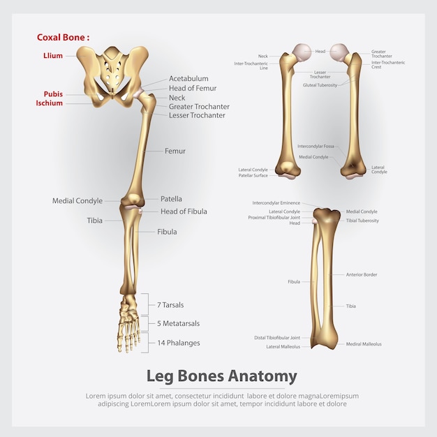 Ilustración De Vector De Huesos De Pierna De Anatomía Humana Vector